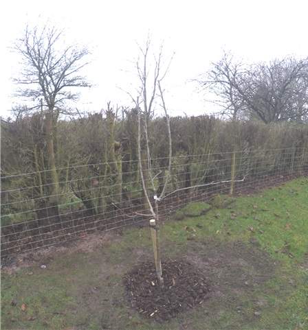 Fruit tree planted and staked